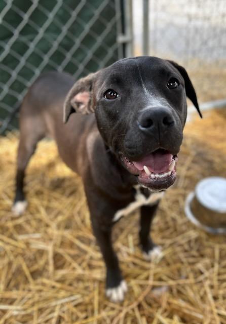 Enlarge Falcon, an adopted Mixed Breed in Manchester, TN image 3/3