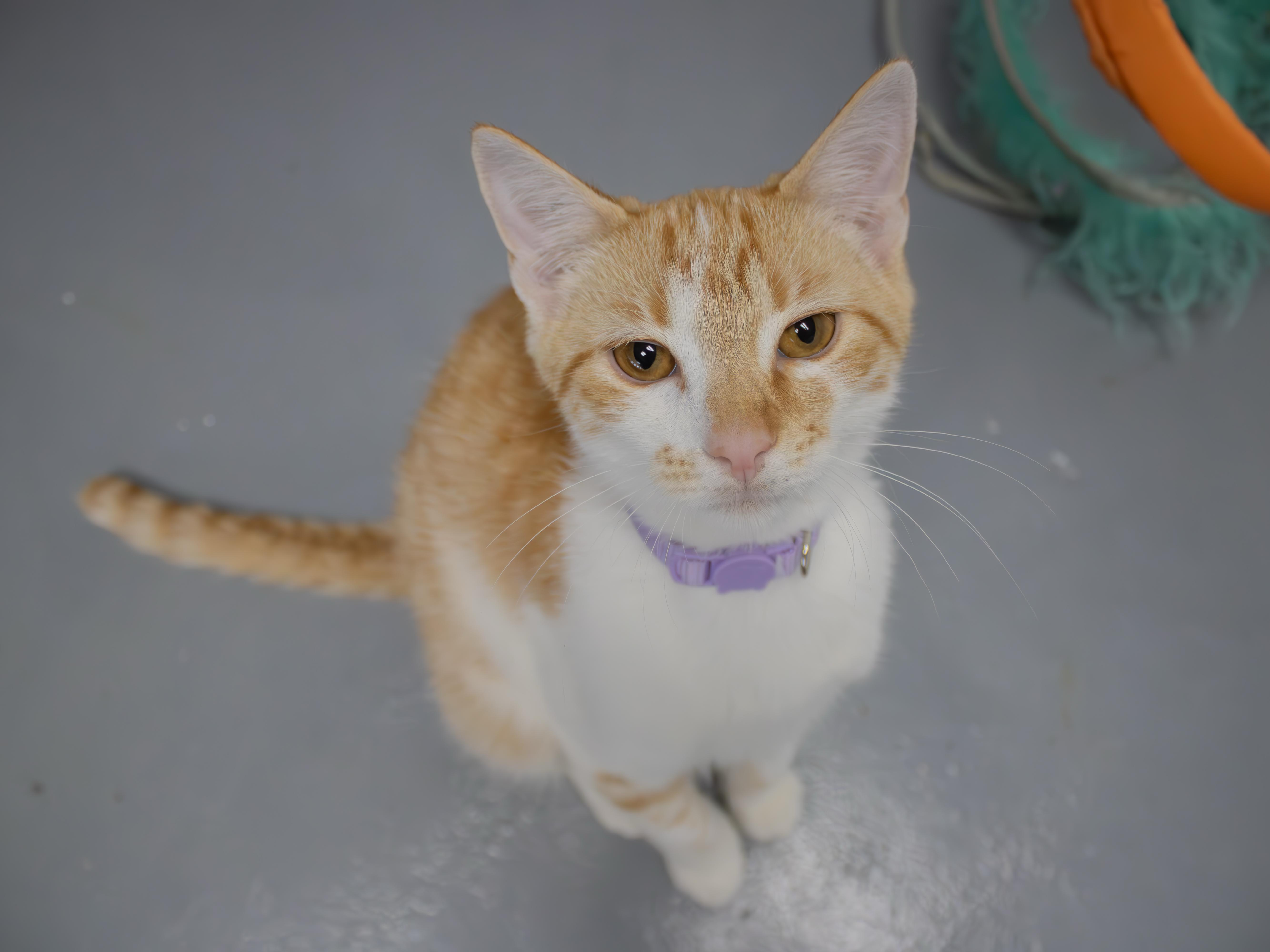 Buttercup, adopted, Young Male Domestic Short Hair.