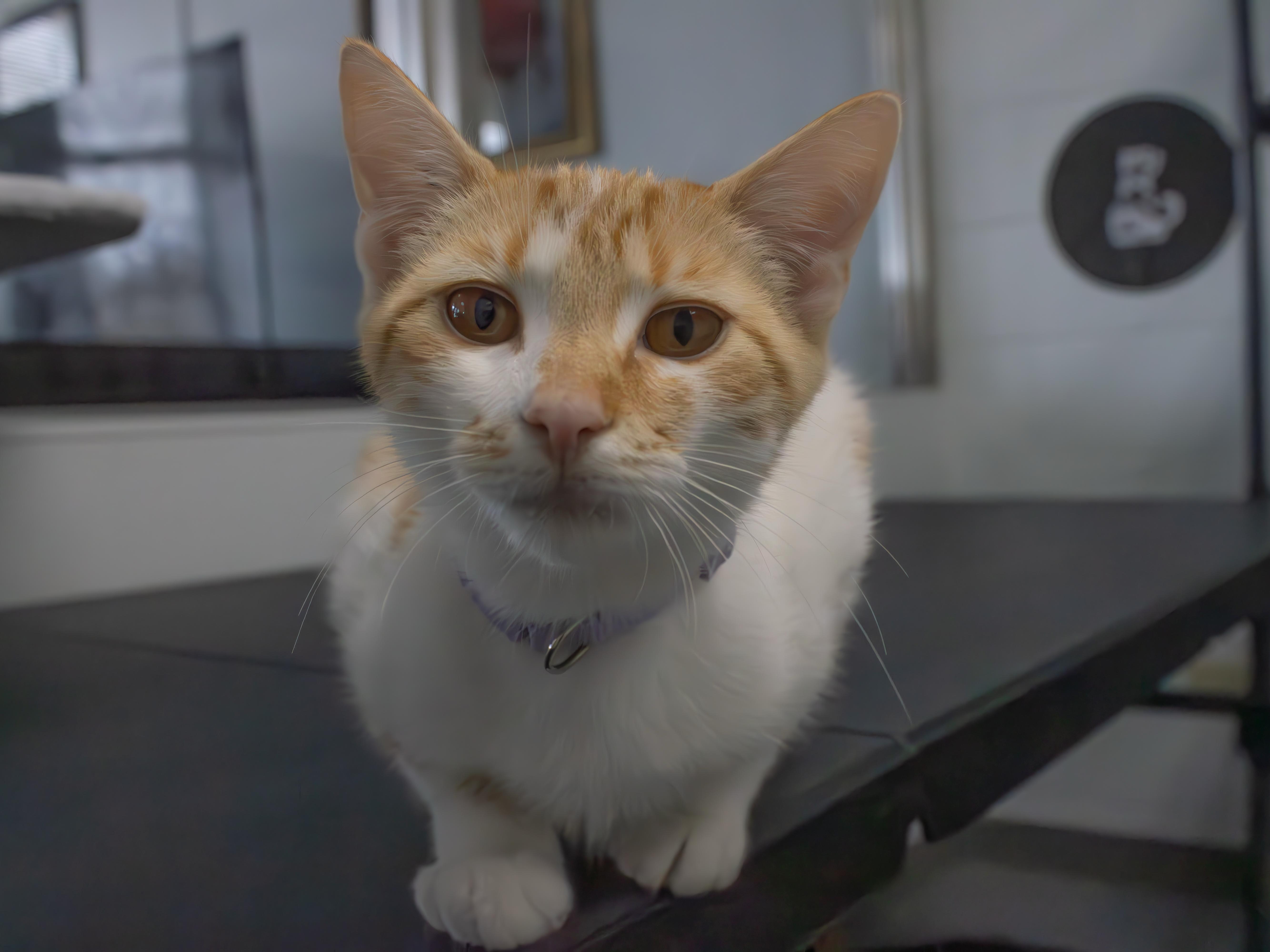 Buttercup, an adopted Domestic Short Hair in Morganton, NC image 3/4