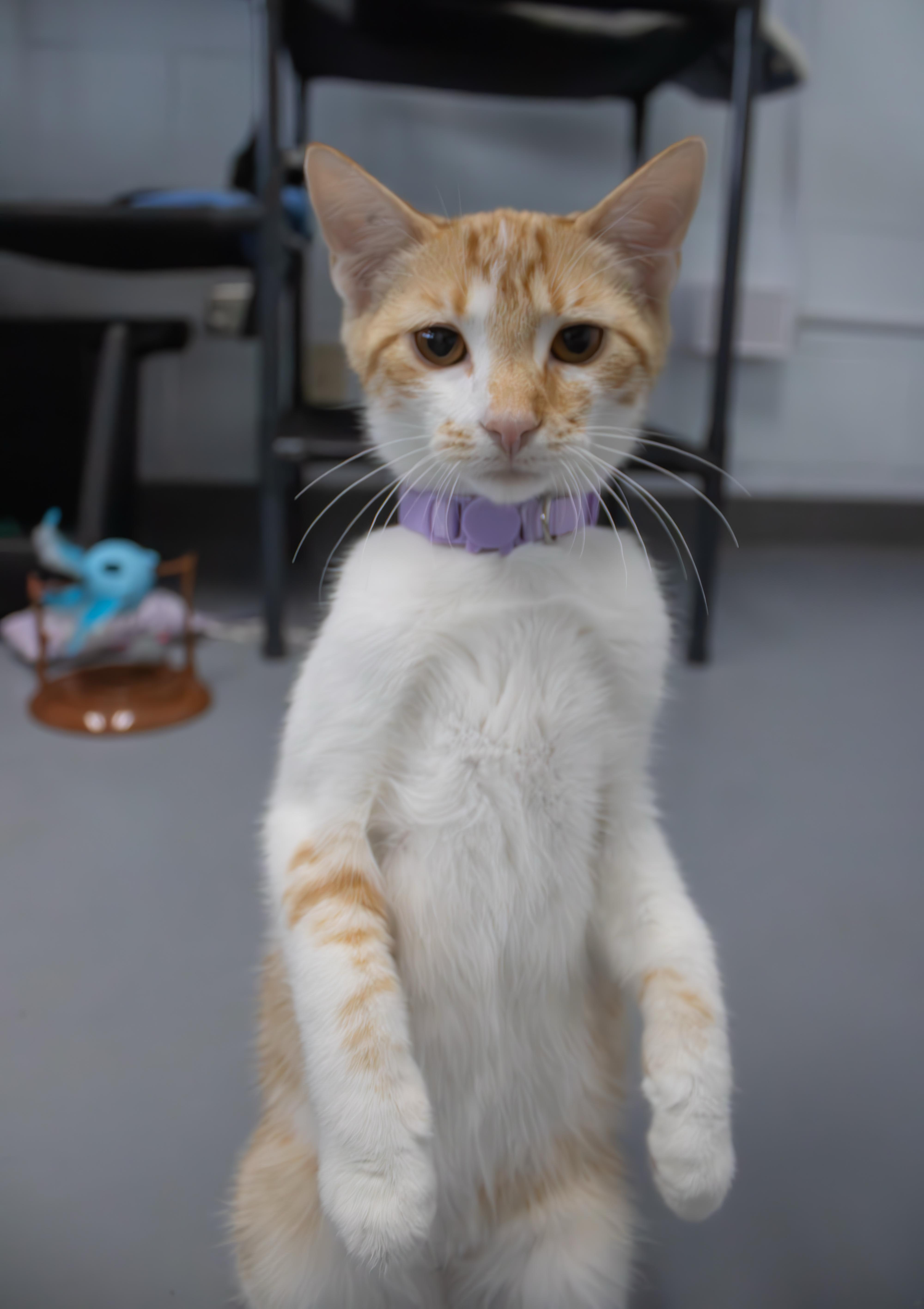 Buttercup, an adopted Domestic Short Hair in Morganton, NC image 2/4