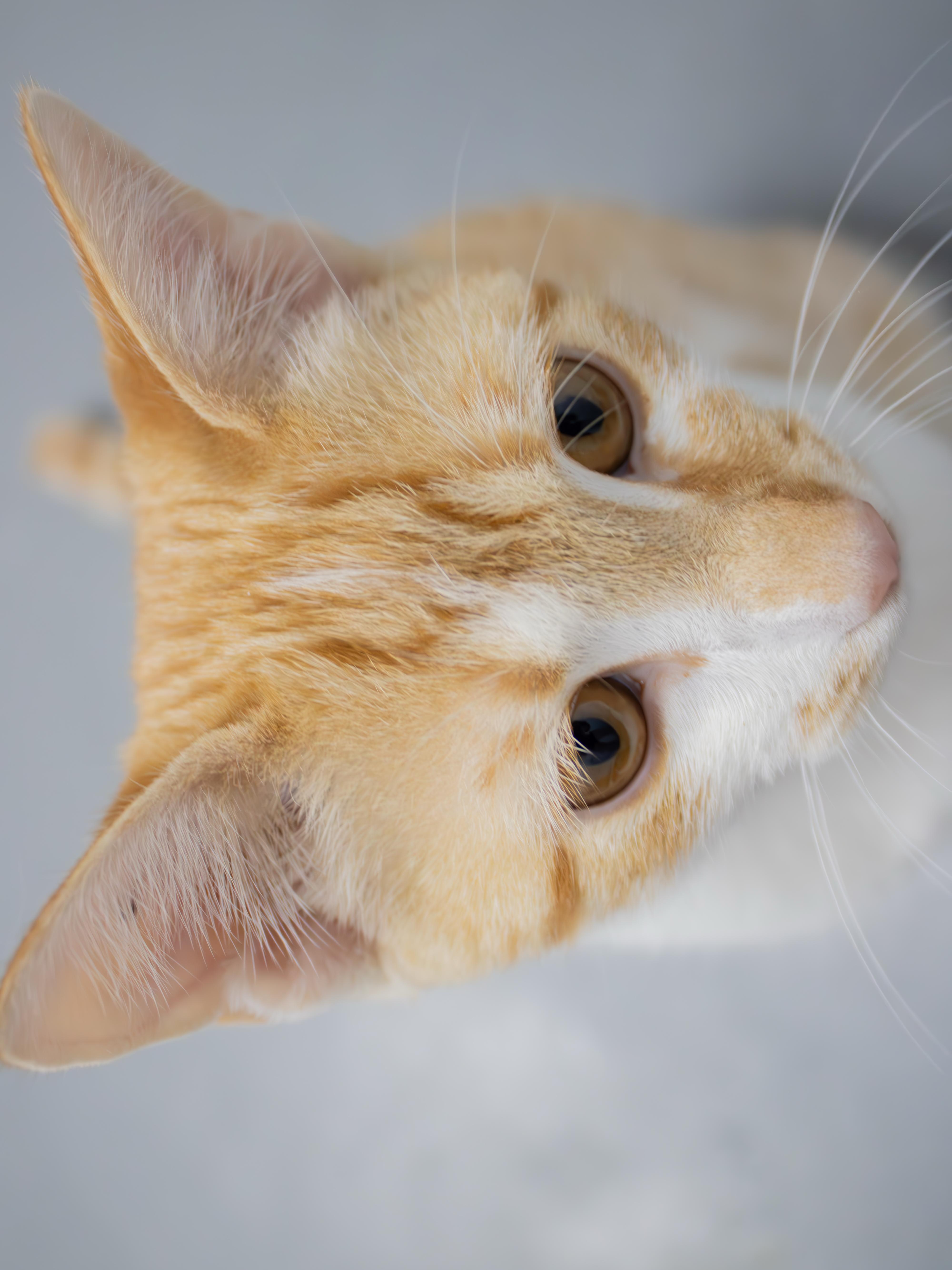 Buttercup, an adopted Domestic Short Hair in Morganton, NC image 4/4