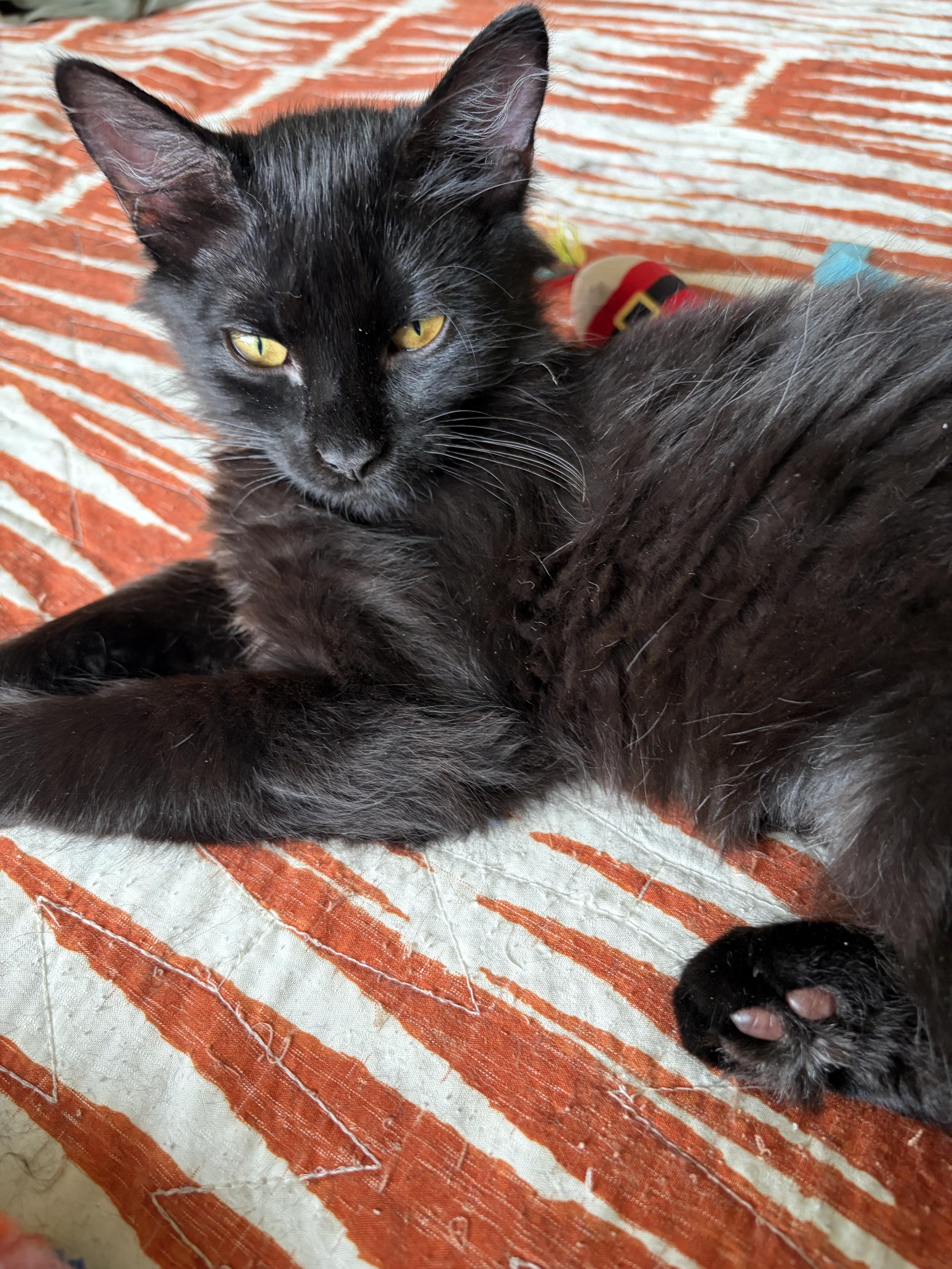 Enlarge Raven, a ADOPTABLE Domestic Long Hair in Bentonville, AR image 2/2