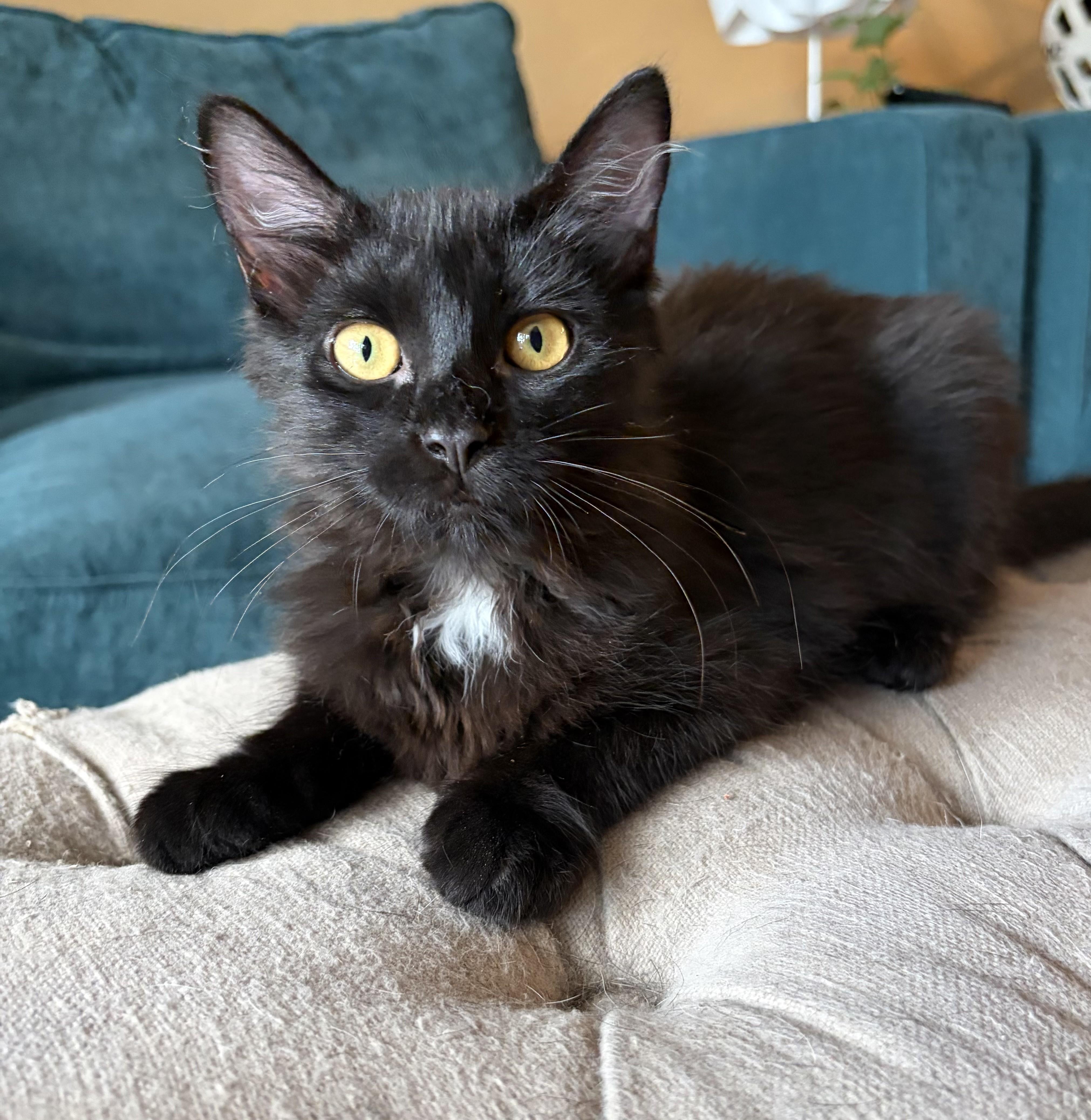 Raven, ADOPTABLE, Young Female Domestic Long Hair.