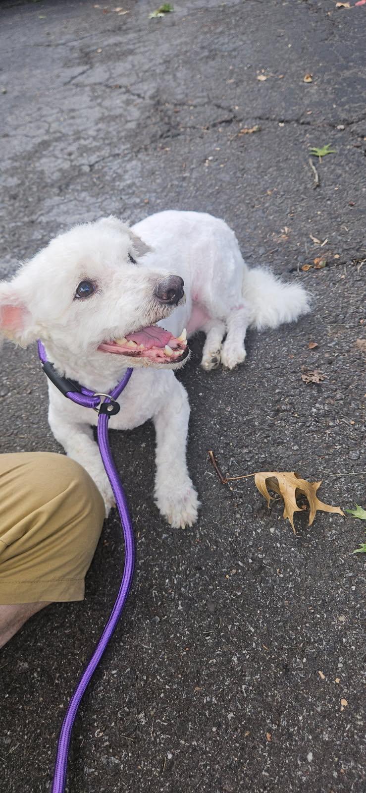 Enlarge Brandon, a Adoptable mixed breed in Palisades Park, NJ image 2/6