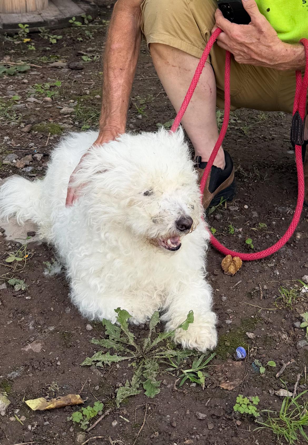 Enlarge Brandon, a Adoptable mixed breed in Palisades Park, NJ image 6/6