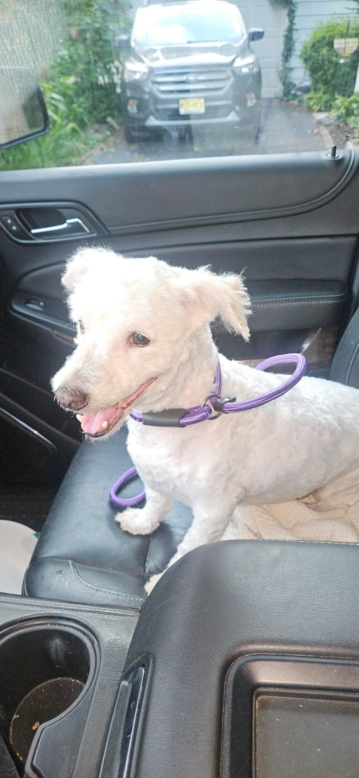 Brandon, Adoptable, Adult Female Bergamasco.