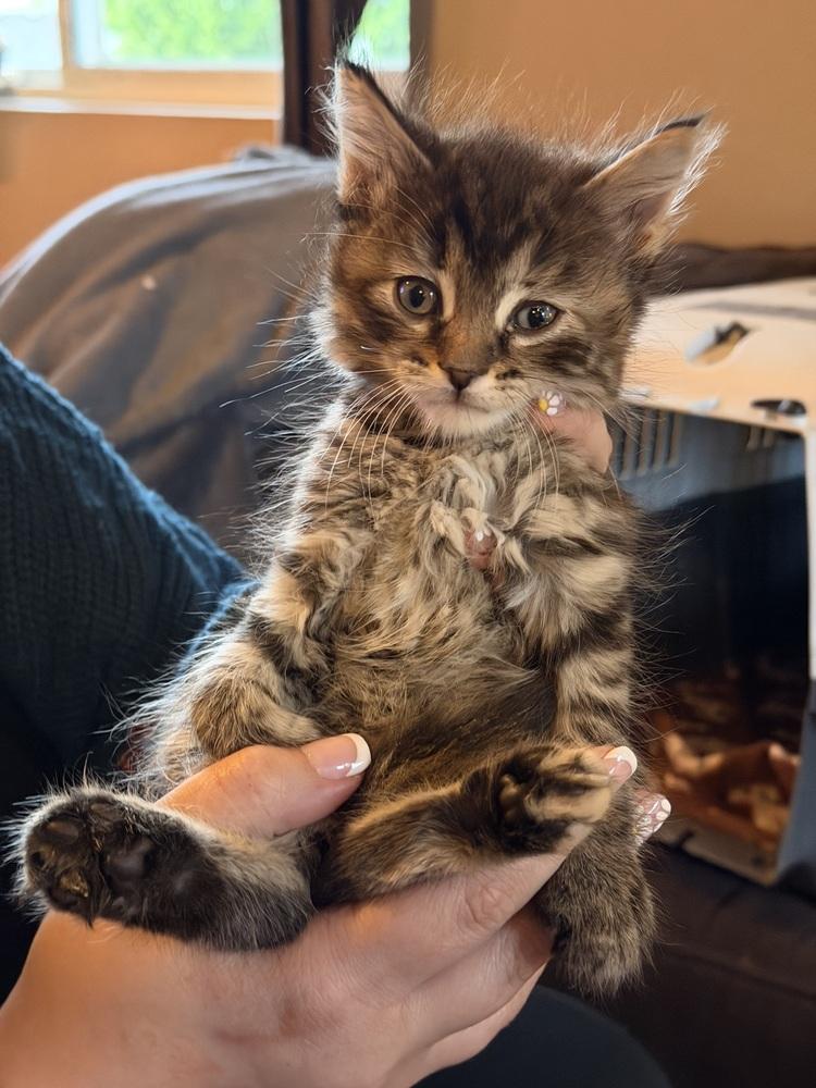 Daphne Bridgerton, Adoptable, Kitten Female Domestic Long Hair & Tabby.