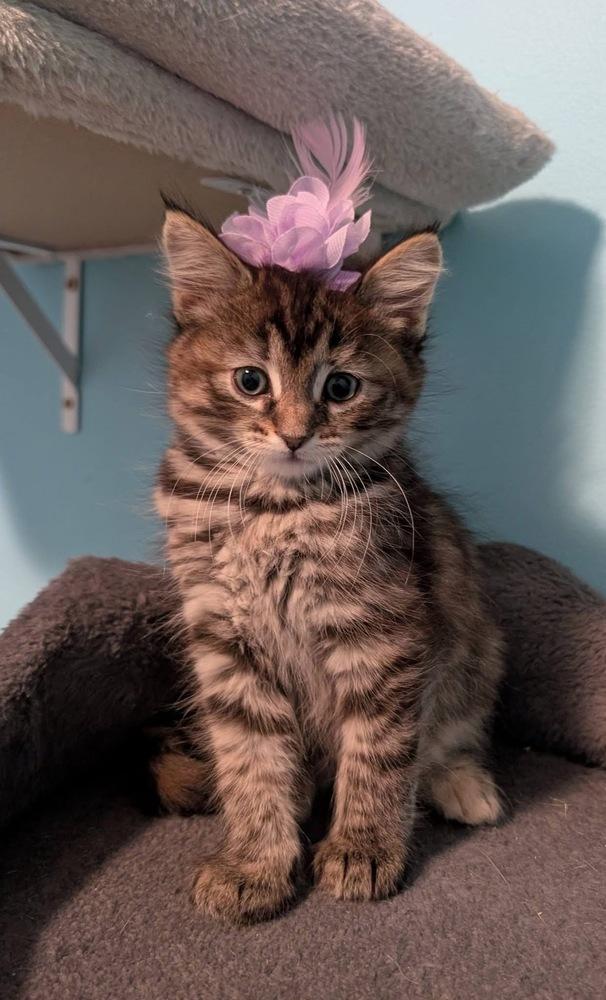 Enlarge Daphne Bridgerton, a Adoptable mixed breed in Poplar Grove, IL image 2/2