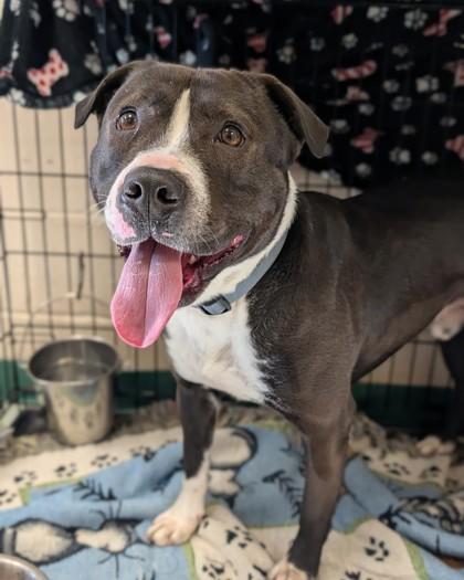 BOI, Adoptable, Adult Male Mixed Breed & Mixed Breed.