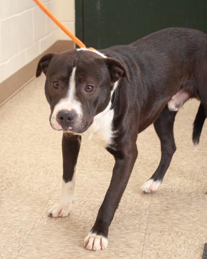 Enlarge BOI, a Adoptable Mixed Breed in Hamilton, NJ image 1/1