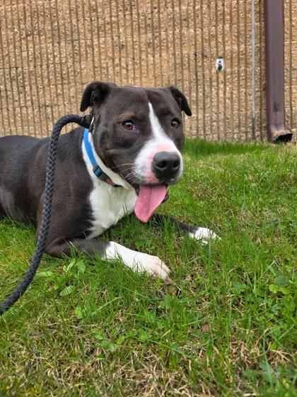 Enlarge BOI, a Adoptable Mixed Breed in Hamilton, NJ image 3/3