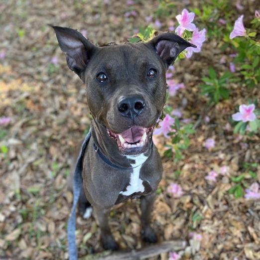 Enlarge Scuttle, a Adoptable Mixed Breed in Jacksonville, FL image 1/5