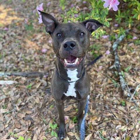 Enlarge Scuttle, a Adoptable Mixed Breed in Jacksonville, FL image 2/5