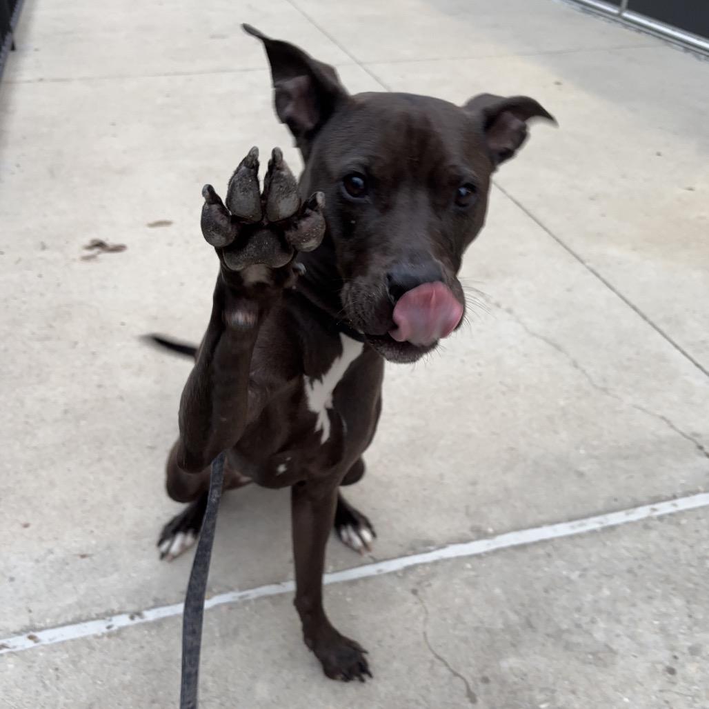 Enlarge Scuttle, a Adoptable Mixed Breed in Jacksonville, FL image 3/5