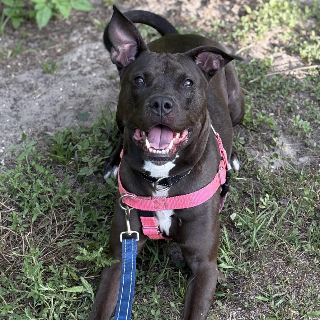 Enlarge Scuttle, a Adoptable Mixed Breed in Jacksonville, FL image 3/5