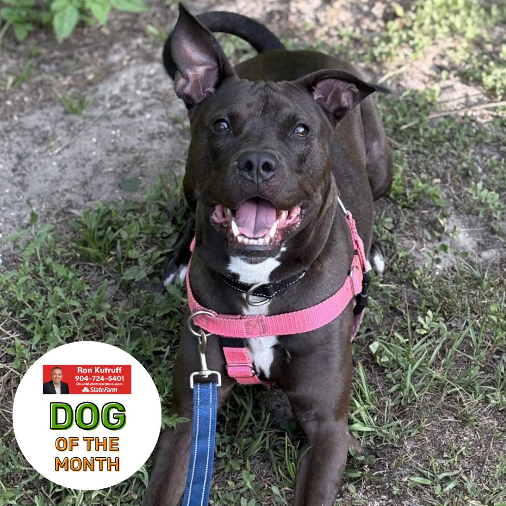 Scuttle, a Adoptable Mixed Breed in Jacksonville, FL image 4/6