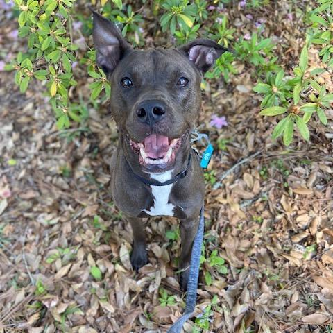 Enlarge Scuttle, a Adoptable Mixed Breed in Jacksonville, FL image 4/5