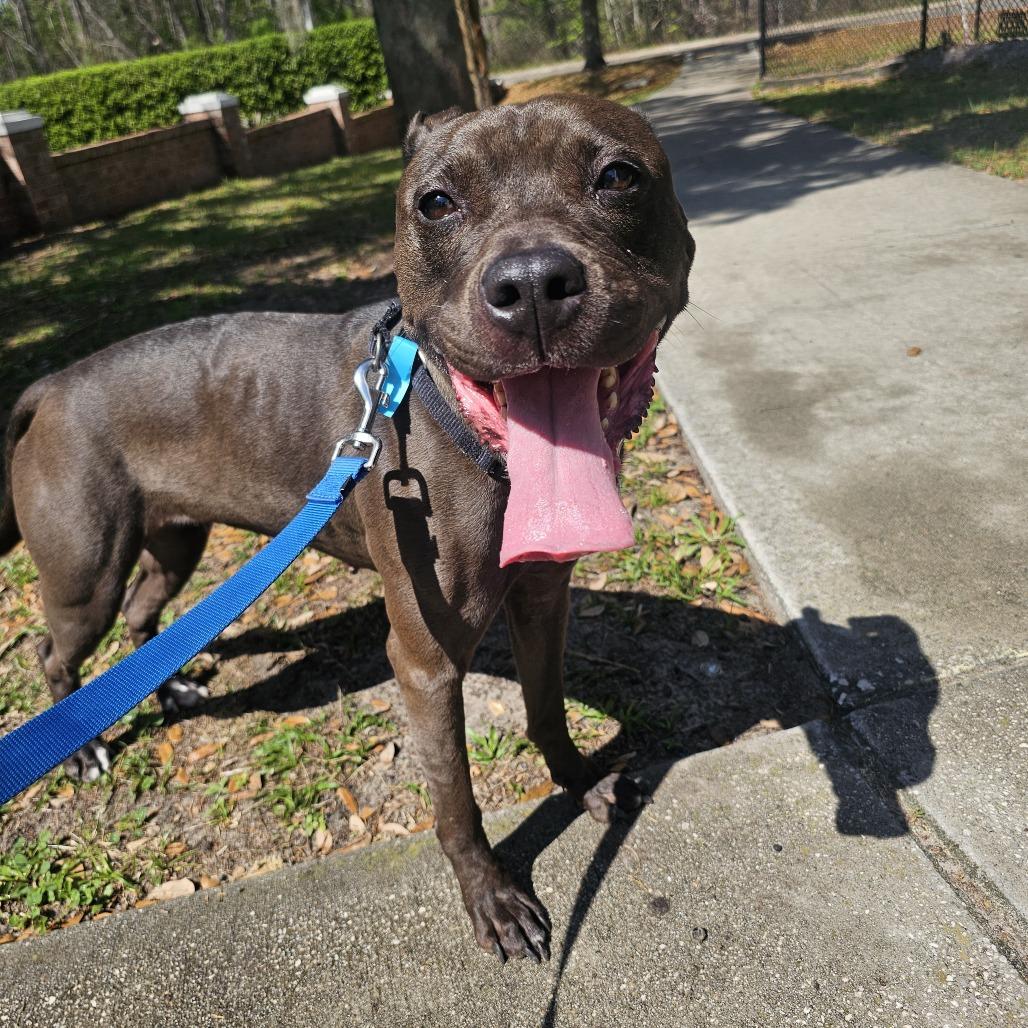 Enlarge Scuttle, a Adoptable Mixed Breed in Jacksonville, FL image 5/5