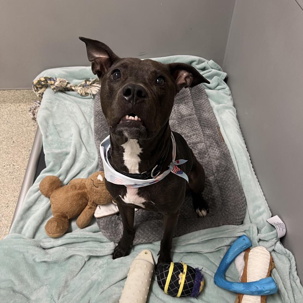 Enlarge Scuttle, a Adoptable Mixed Breed in Jacksonville, FL image 6/6