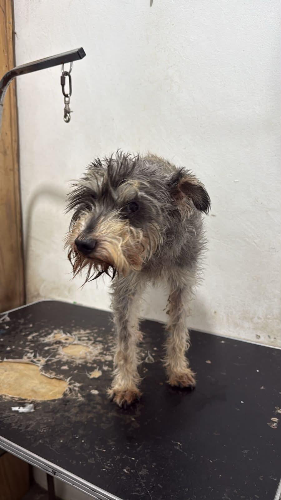 Enlarge Finch, a Adoptable mixed breed in San Diego, CA image 6/6