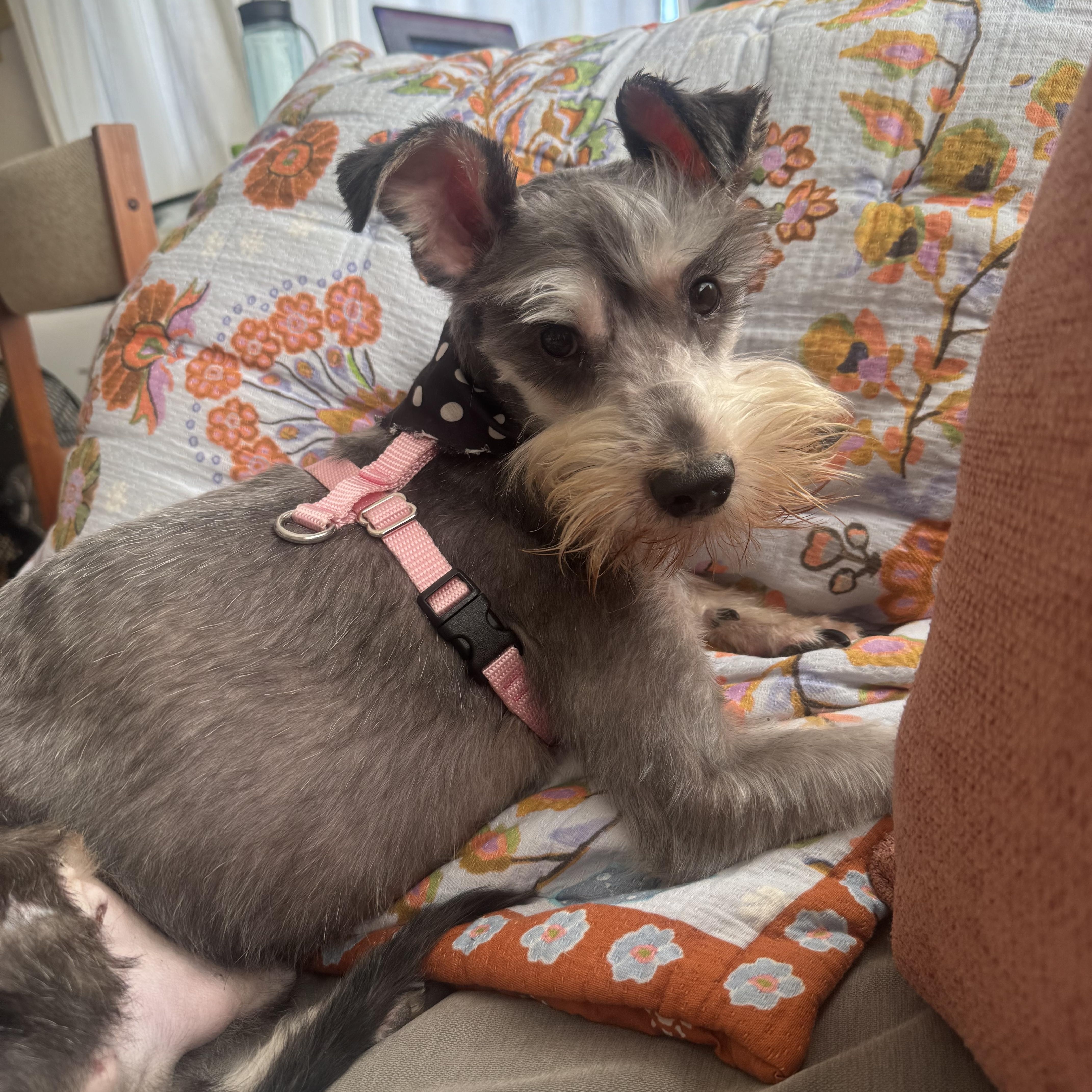 Enlarge Finch, a Adoptable mixed breed in San Diego, CA image 2/6