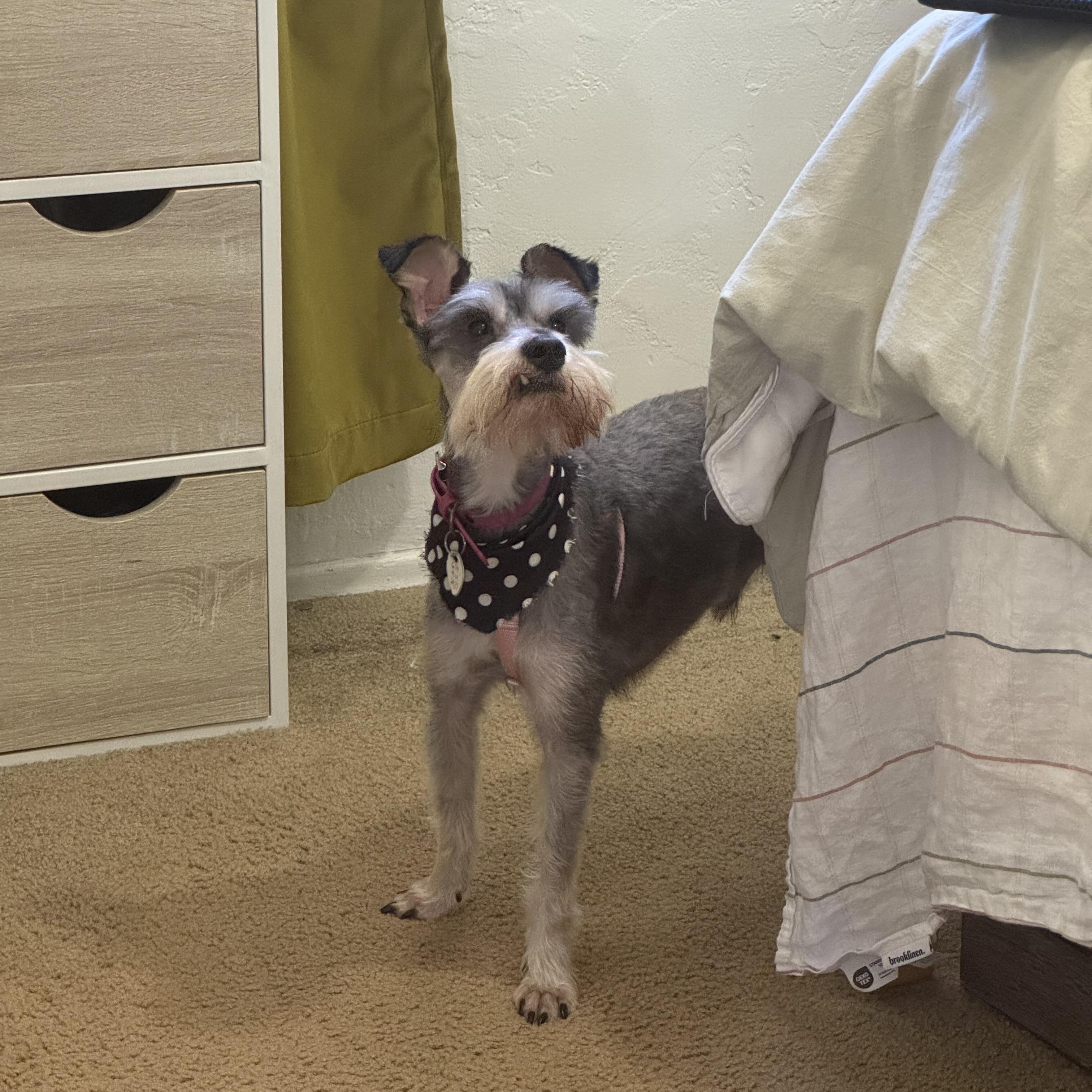 Enlarge Finch, a Adoptable mixed breed in San Diego, CA image 5/6