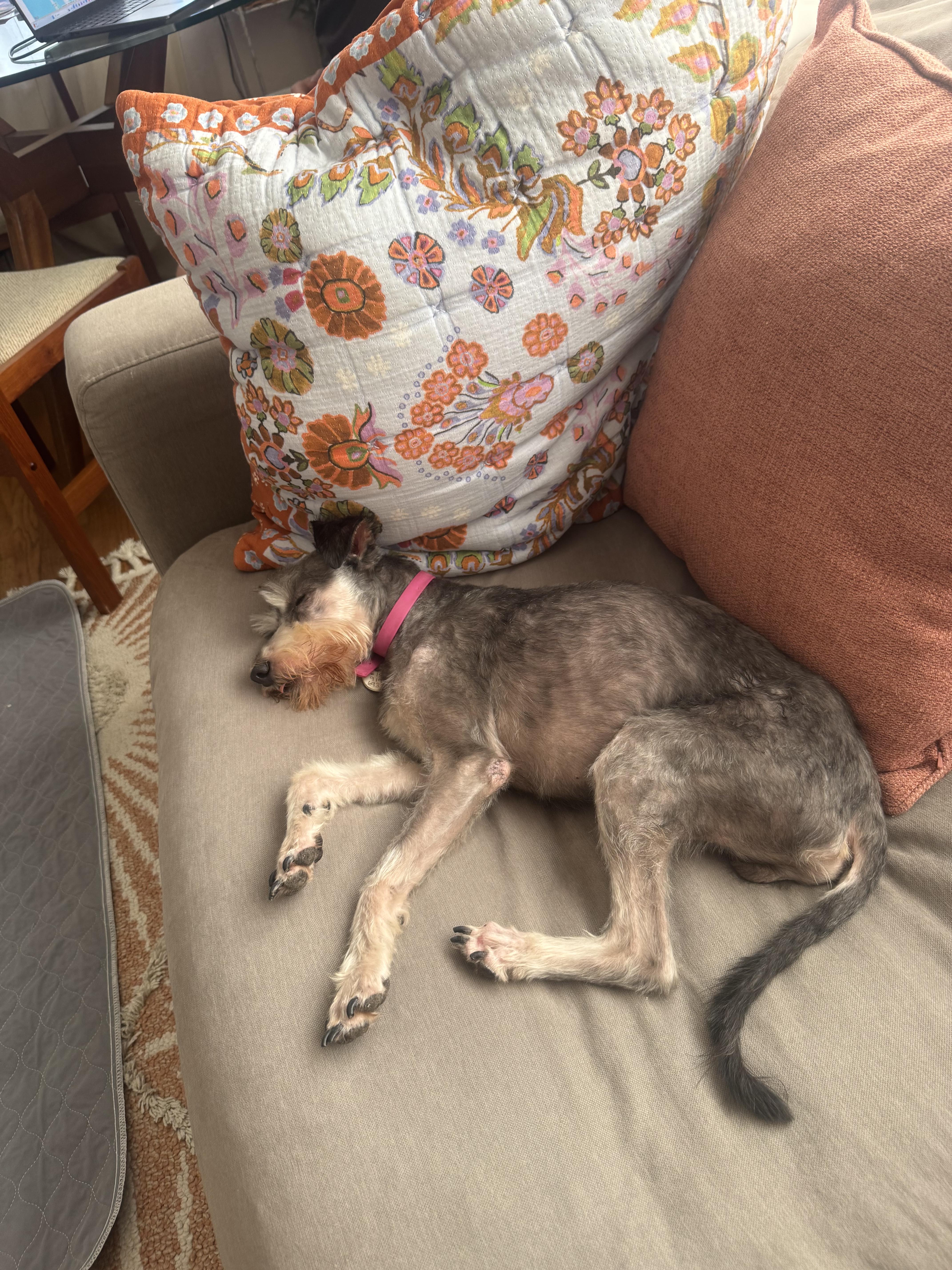 Enlarge Finch, a Adoptable mixed breed in San Diego, CA image 3/6