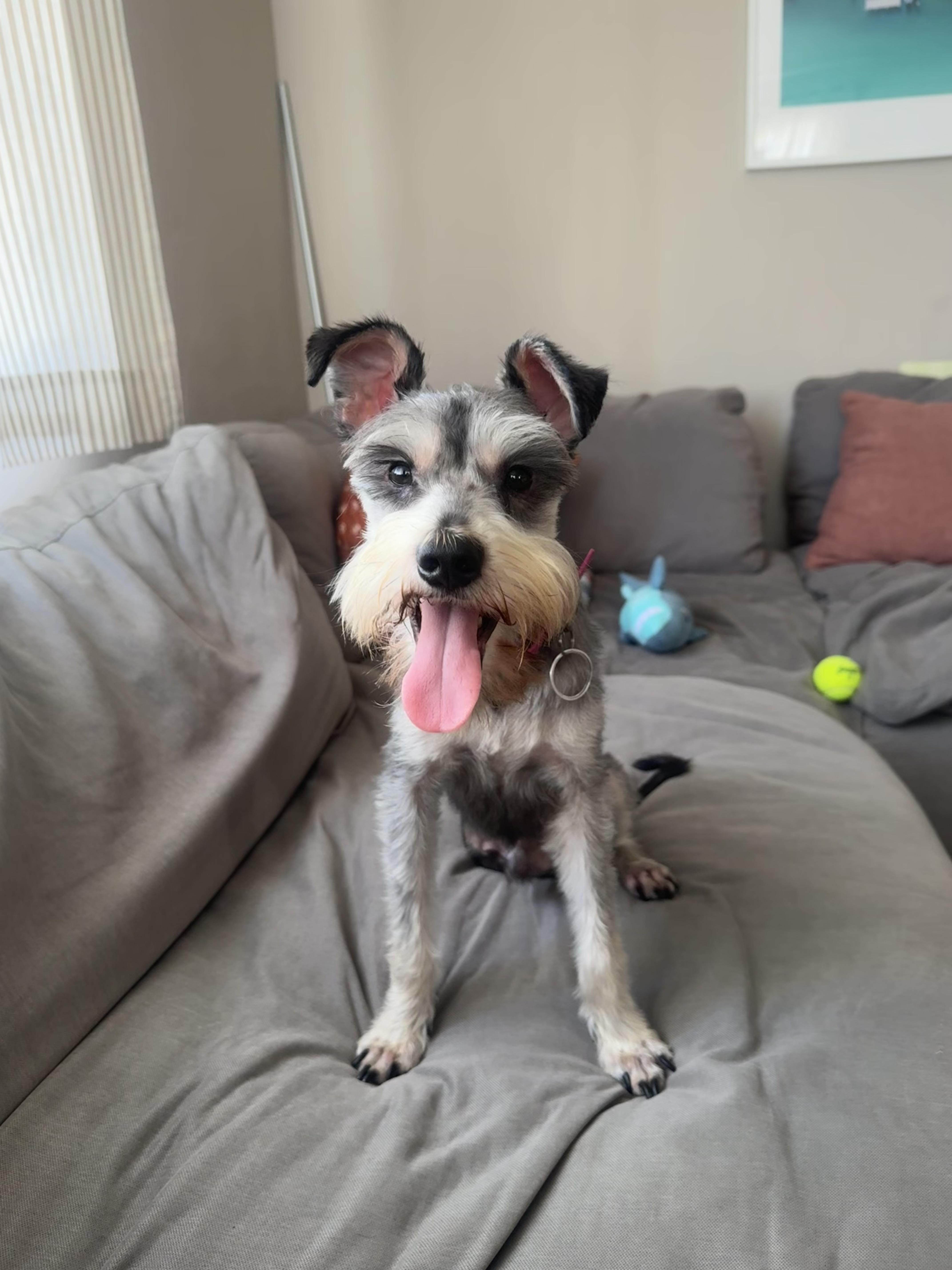 Finch, Adoptable, Adult Male Schnauzer.