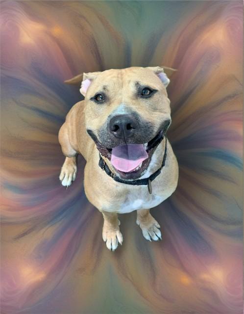 Enlarge HARVEST, a Adoptable mixed breed in Sarasota, FL image 1/1