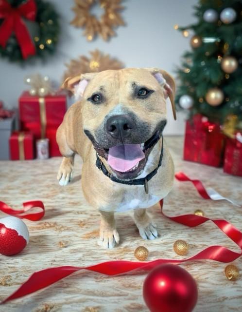 HARVEST, Adoptable, Young Female American Staffordshire Terrier & Mixed Breed.