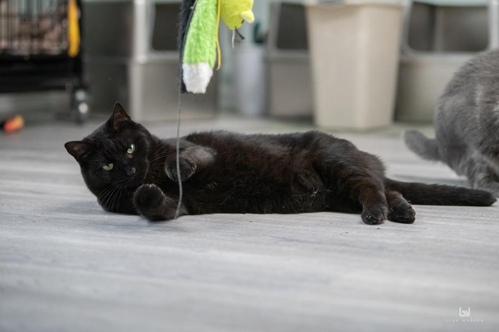Enlarge Destiny, a Adoptable Domestic Short Hair in Harpers Ferry, WV image 1/6