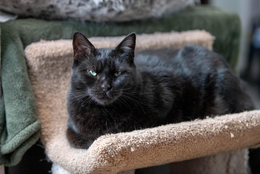 Destiny, Adoptable, Young Female Domestic Short Hair.