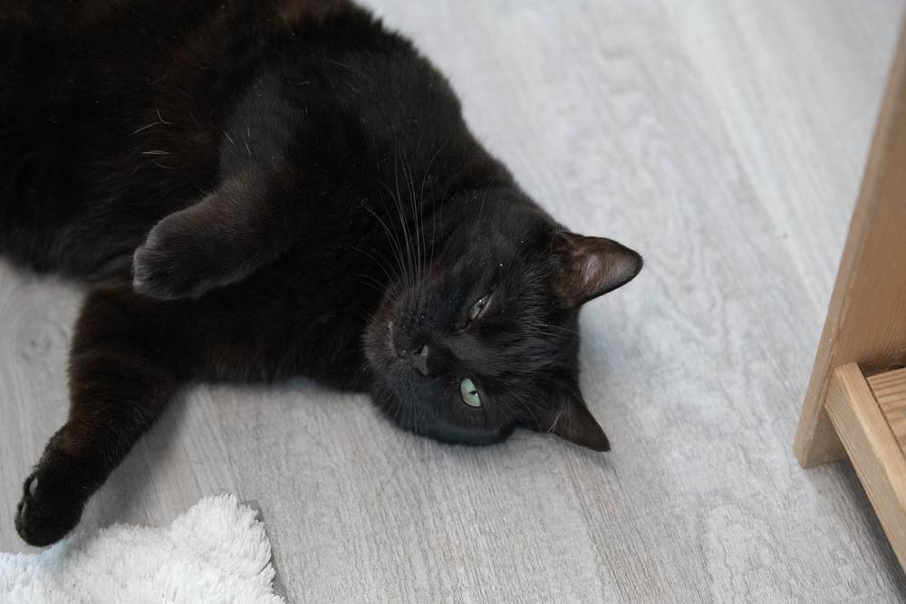 Enlarge Destiny, a Adoptable Domestic Short Hair in Harpers Ferry, WV image 2/6