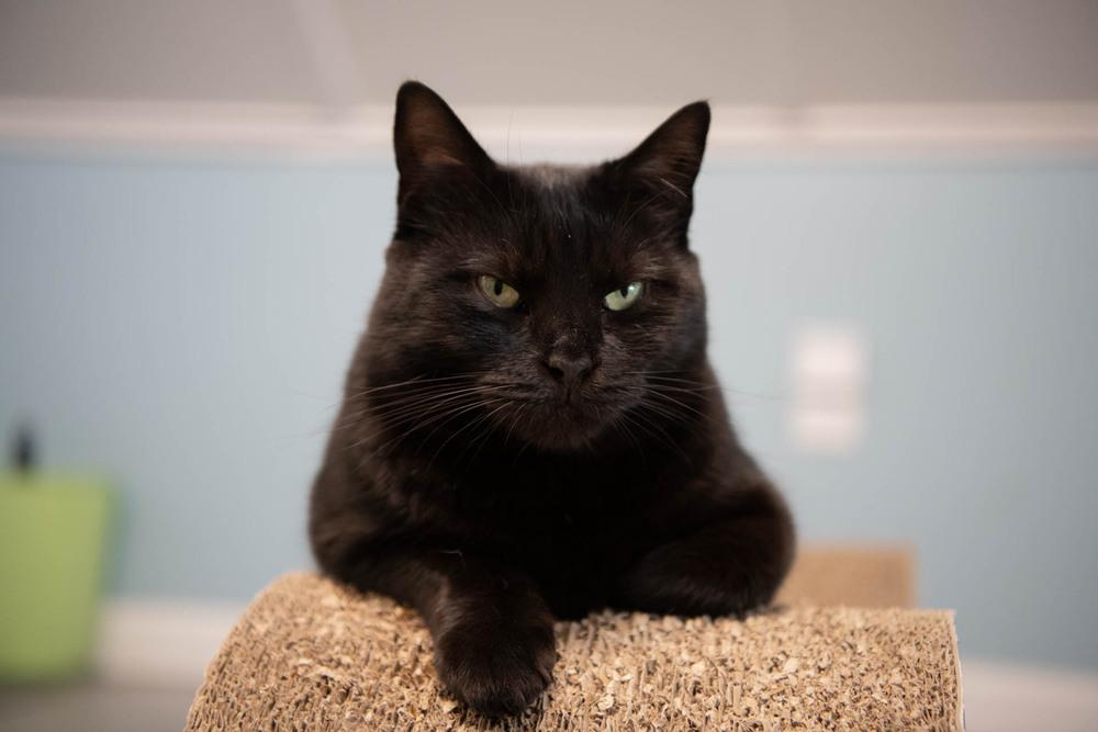 Enlarge Destiny, a Adoptable Domestic Short Hair in Harpers Ferry, WV image 3/6
