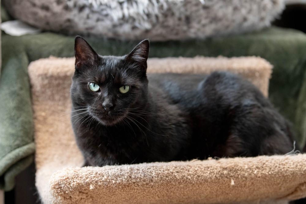 Enlarge Destiny, a Adoptable Domestic Short Hair in Harpers Ferry, WV image 4/6