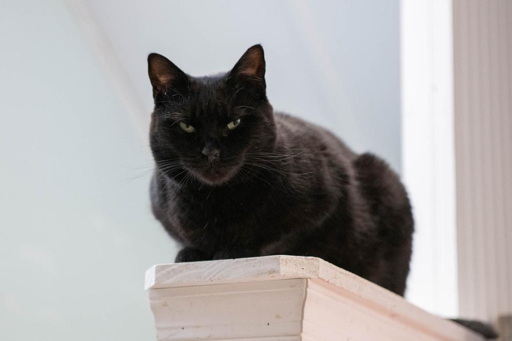 Enlarge Destiny, a Adoptable Domestic Short Hair in Harpers Ferry, WV image 5/6