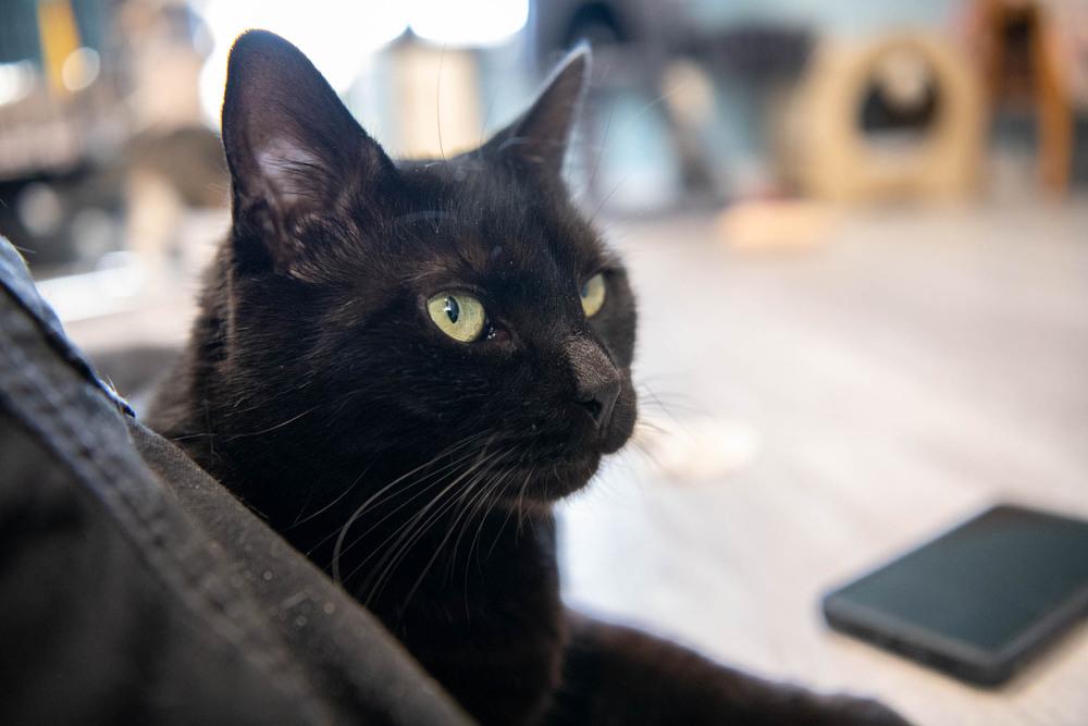 Enlarge Destiny, a Adoptable Domestic Short Hair in Harpers Ferry, WV image 6/6