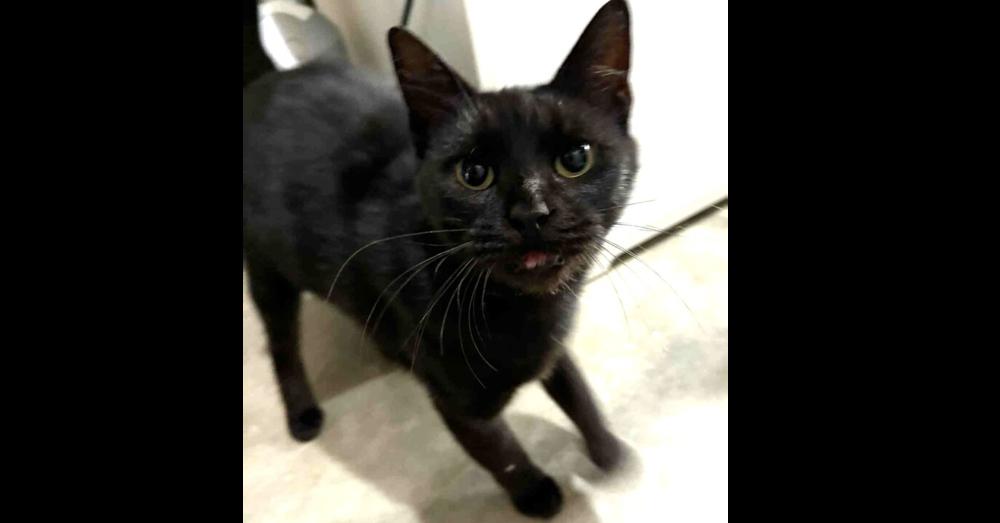 Destiny, Adoptable, Young Female Domestic Short Hair.