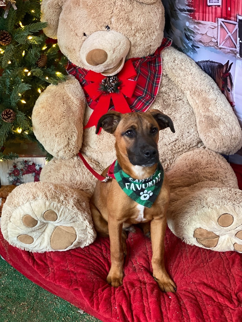 Enlarge Petite Boxer, black mouth cur, young, Clarence & Elf, a Adoptable mixed breed in Acton, CA image 1/6