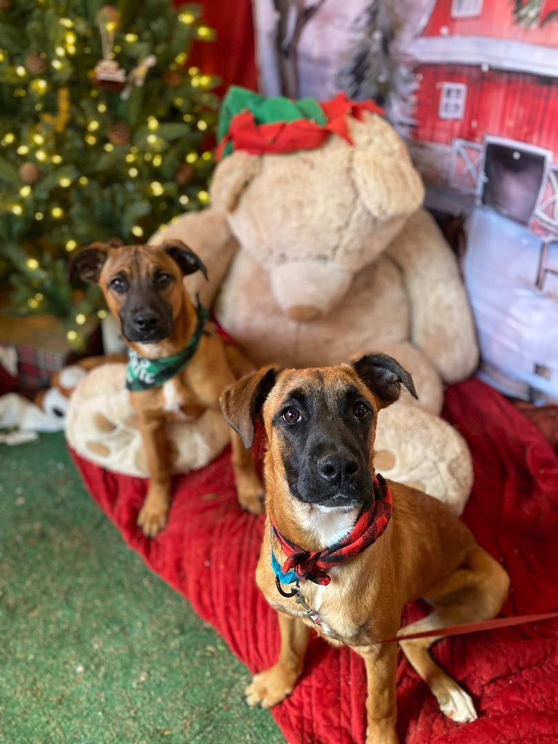 Enlarge Petite Boxer, black mouth cur, young, Clarence & Elf, a Adoptable mixed breed in Acton, CA image 3/6