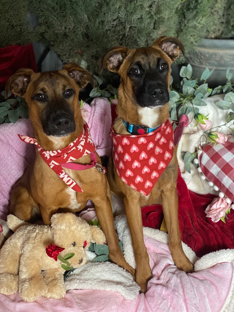 Enlarge Petite Boxer, black mouth cur, young, Clarence & Elf, a Adoptable mixed breed in Acton, CA image 4/6