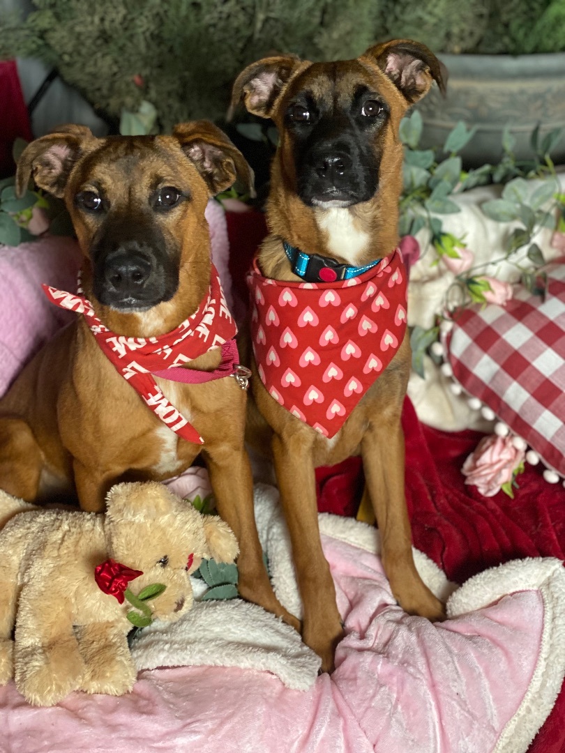 Enlarge Petite Boxer, black mouth cur, young, Clarence & Elf, a Adoptable mixed breed in Acton, CA image 6/6