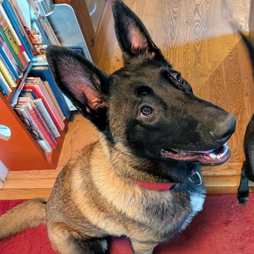 Jonas, Adoptable, Young Male Belgian Shepherd / Malinois & German Shepherd Dog.