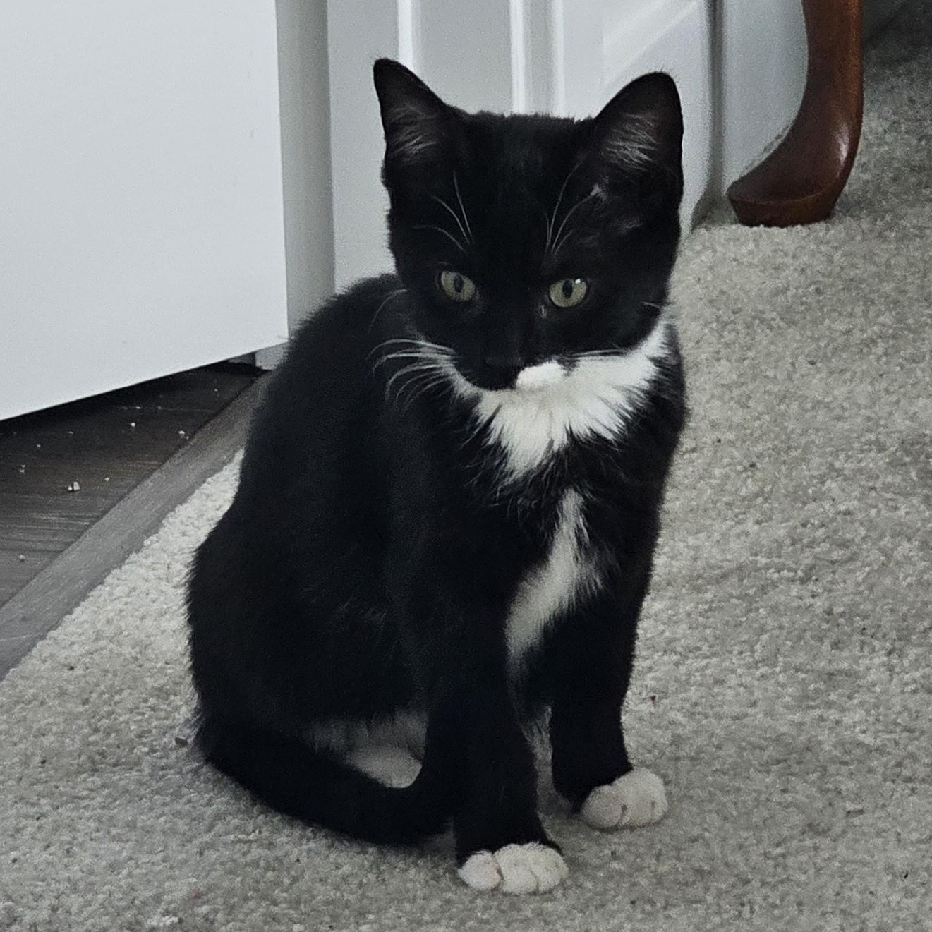 Lincoln, a Adoptable mixed breed in Hyattsville, MD image 5/6