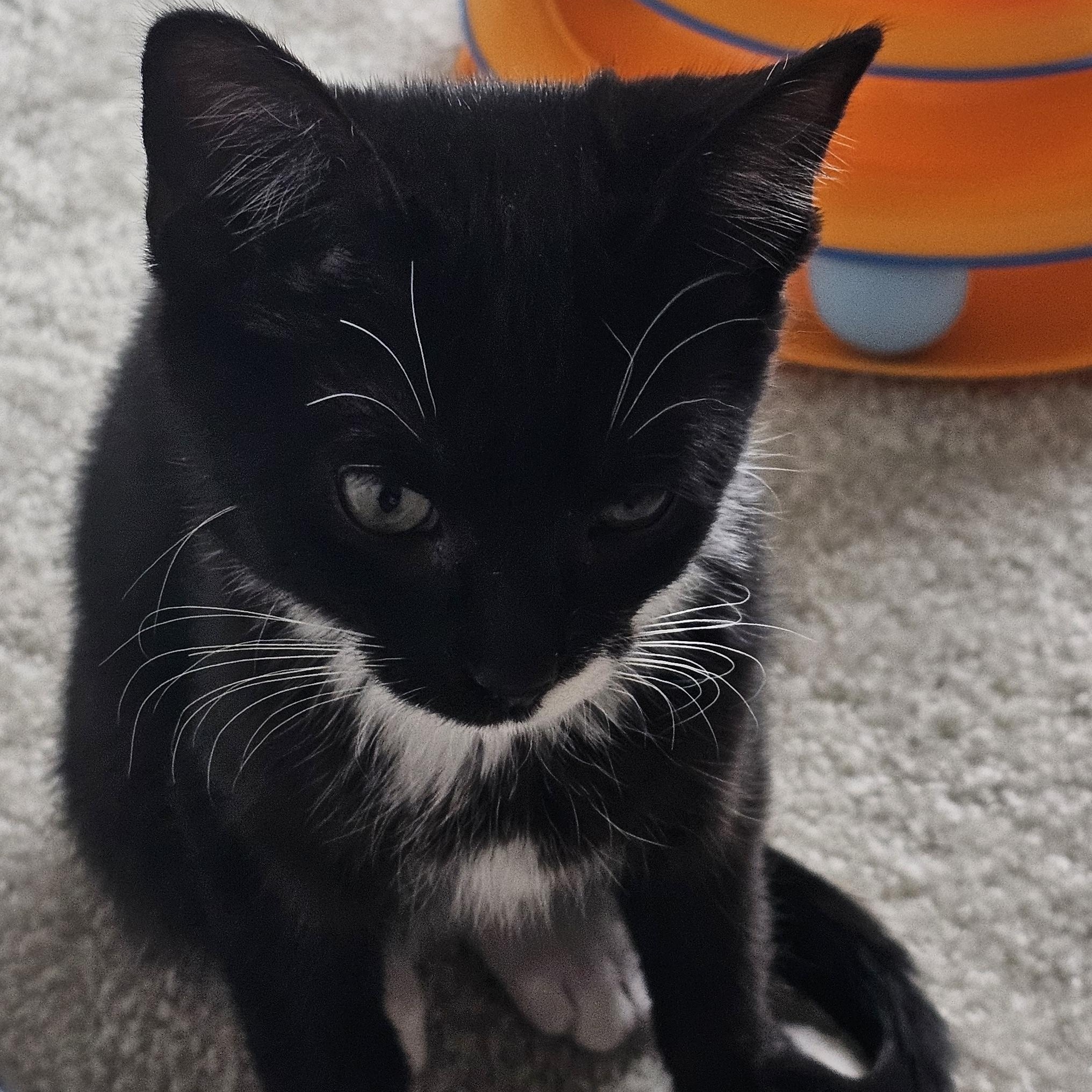 Lincoln, a Adoptable mixed breed in Hyattsville, MD image 3/6