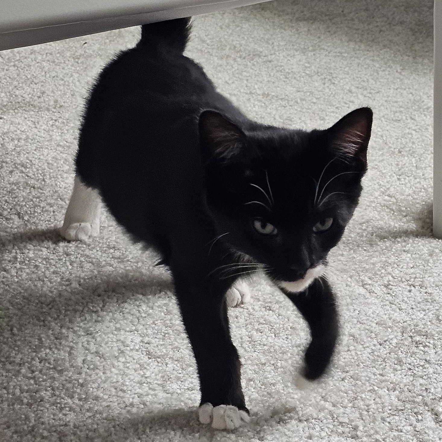 Lincoln, a Adoptable mixed breed in Hyattsville, MD image 6/6