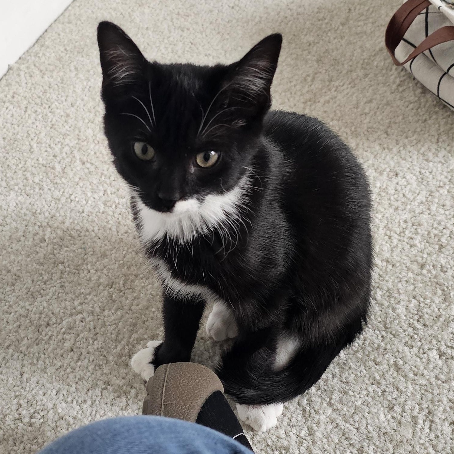 Lincoln, a Adoptable mixed breed in Hyattsville, MD image 4/6