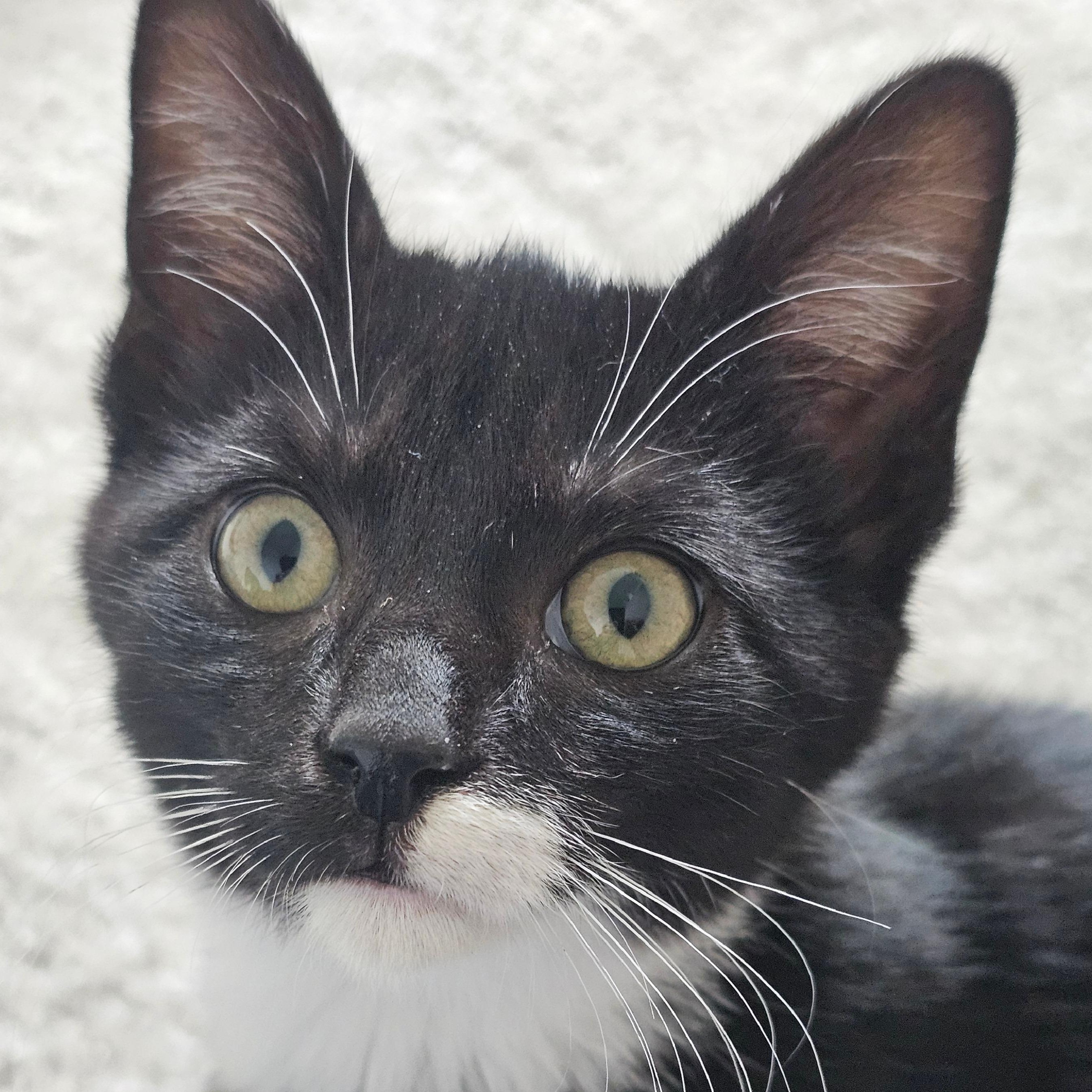 Lincoln, Adoptable, Kitten Male Tuxedo & Domestic Short Hair.