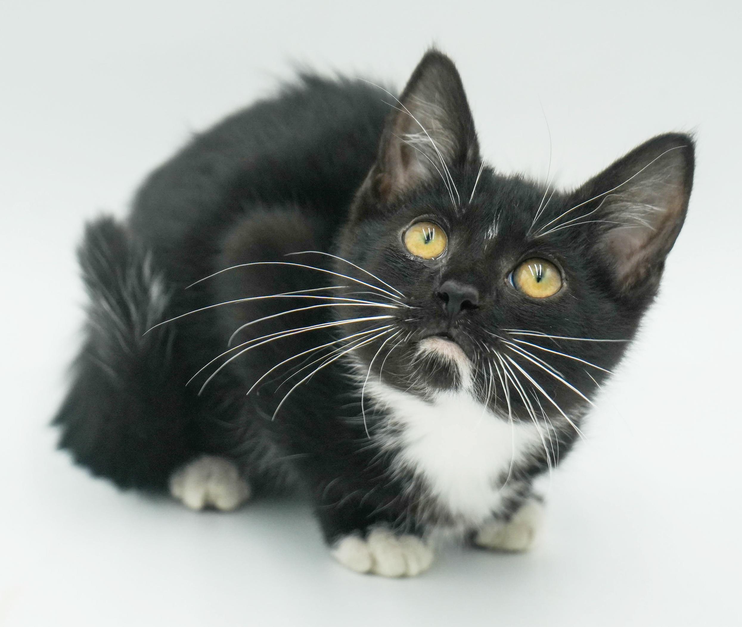 Tillie is a TEENY tiny treasure!  Lil' tuxie petite girl!  THERAPY SWEET