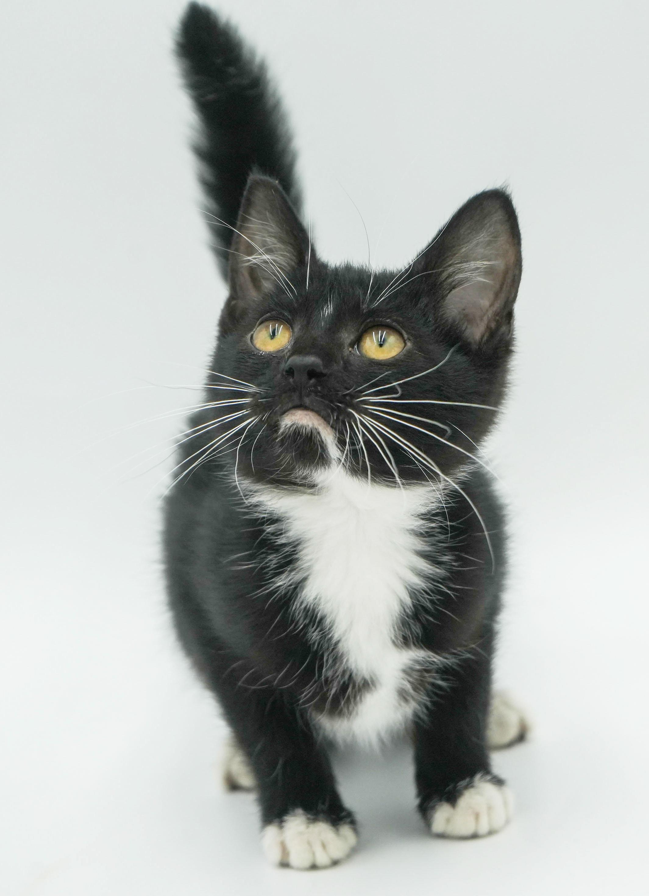 Tillie is a TEENY tiny treasure!  Lil' tuxie petite girl!  THERAPY SWEET